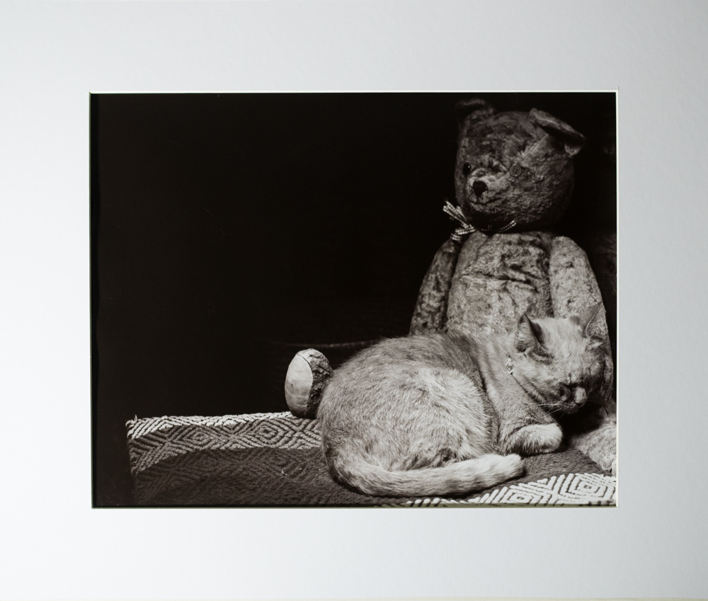 Lockdown Teddy Image 8